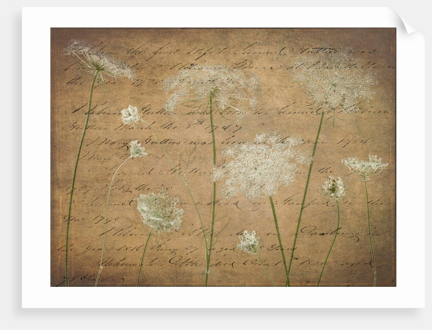 Cow parsley flowers by Assaf Frank